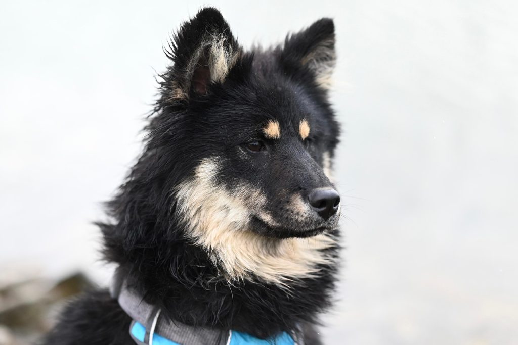 dog, pet, nature, animal, mammal, portrait, ûmïe eurasier dog